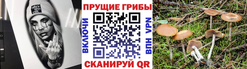 сколько стоит  Сатка  Псилоцибиновые грибы Magic Shrooms 